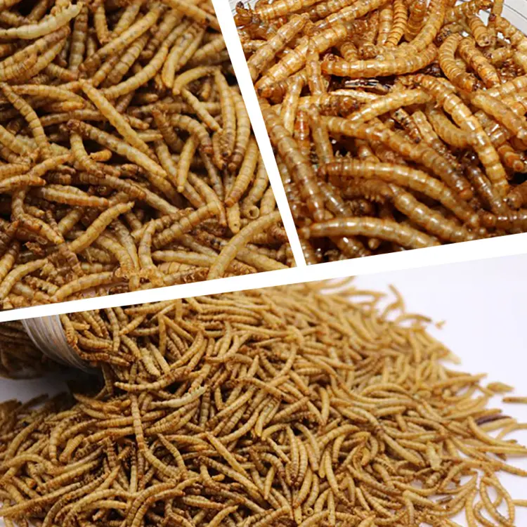 Bird Food Microwave Dried Mealworms Manufacturer in China